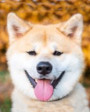 Quinn DAIKI Kratz Quinn DAIKI Kratz